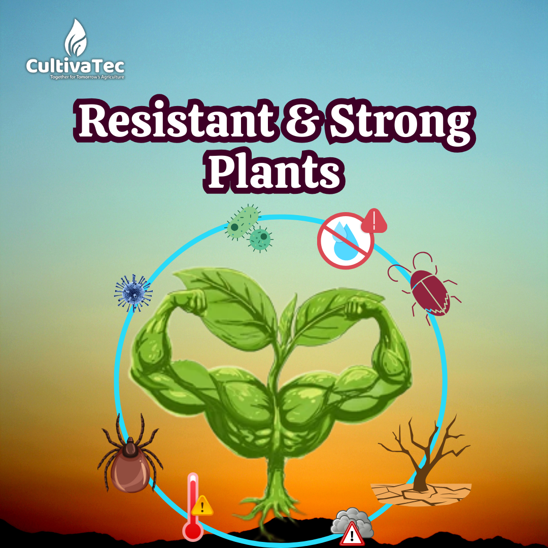 Nutrofert NOP 13:0:45