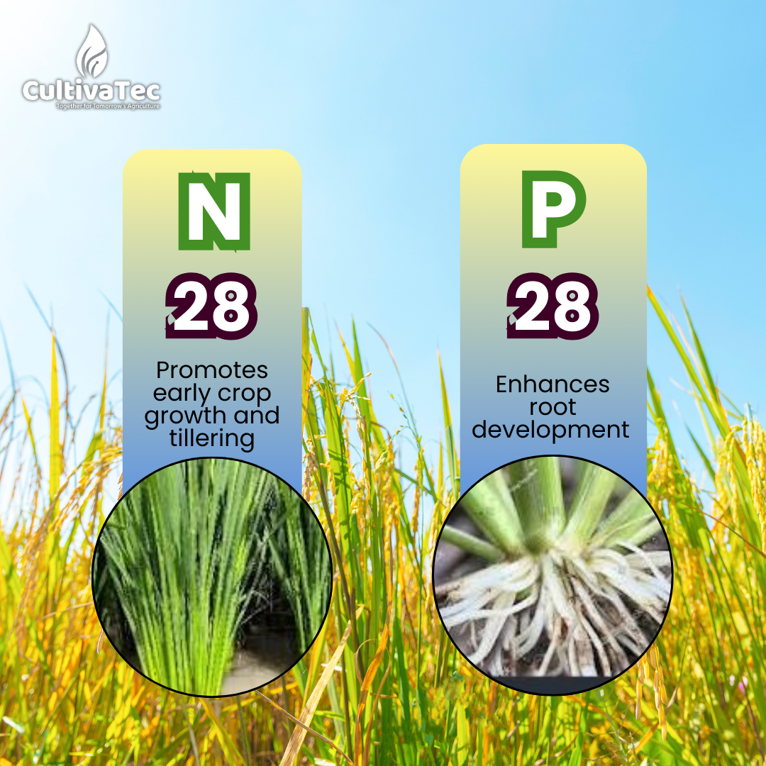 Nutrofert NPK 28:28:00