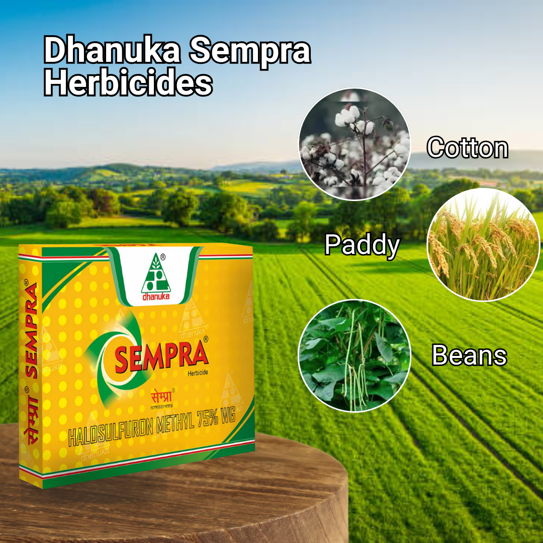 Dhanuka Sempra