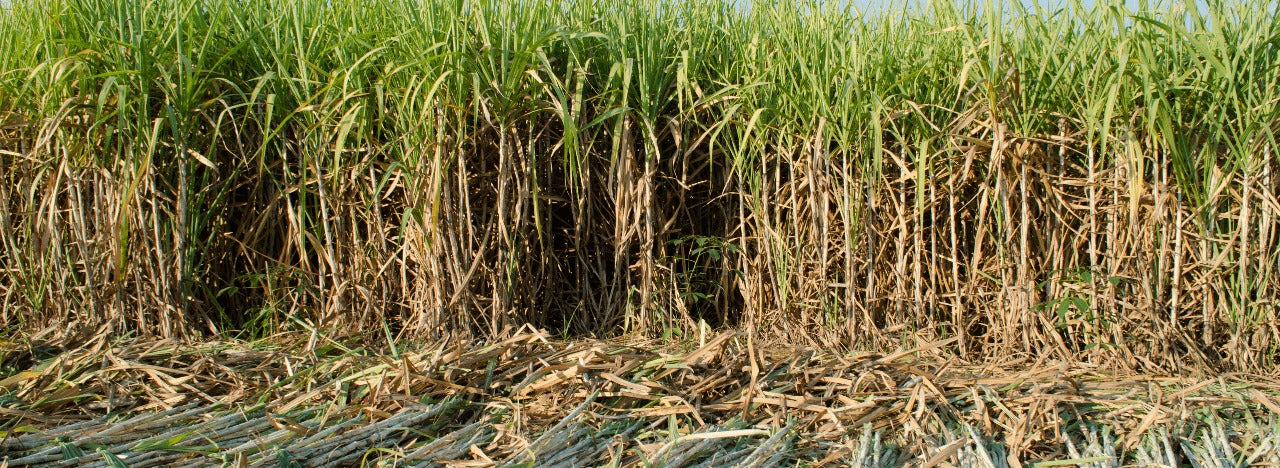 Ratoon Crop