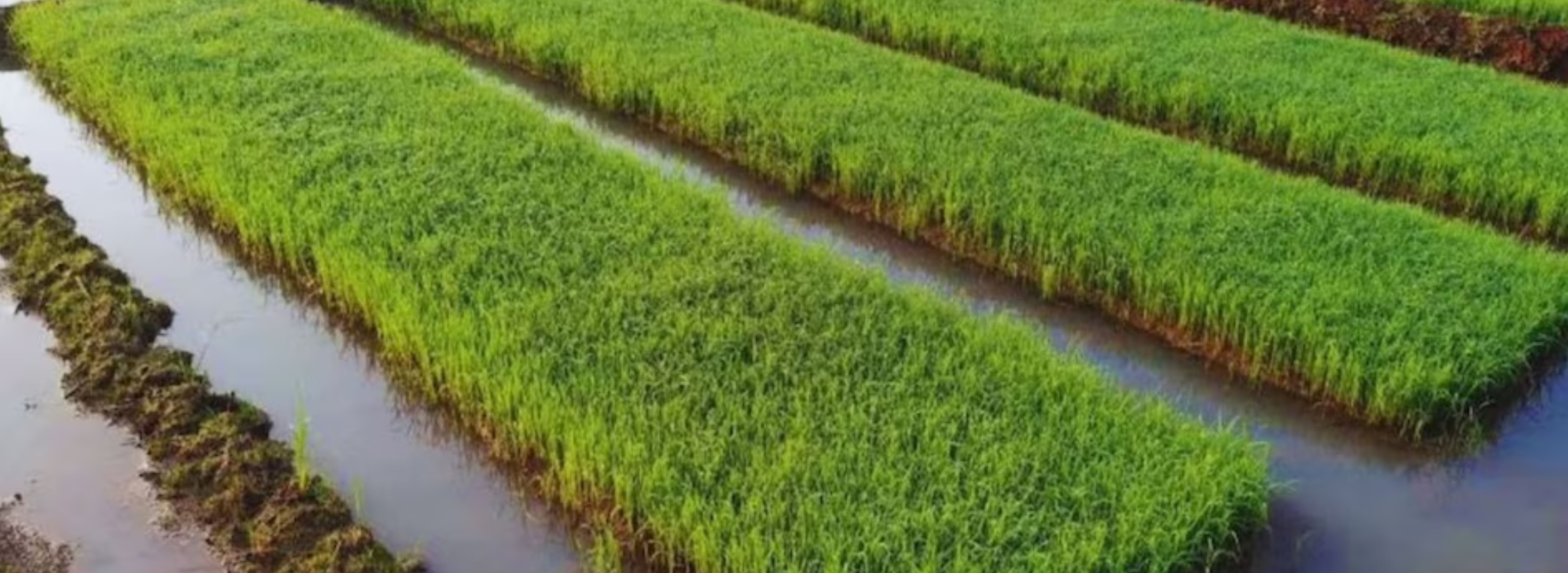 Stage 1: Nursery + Establishment (0–20 DAS)