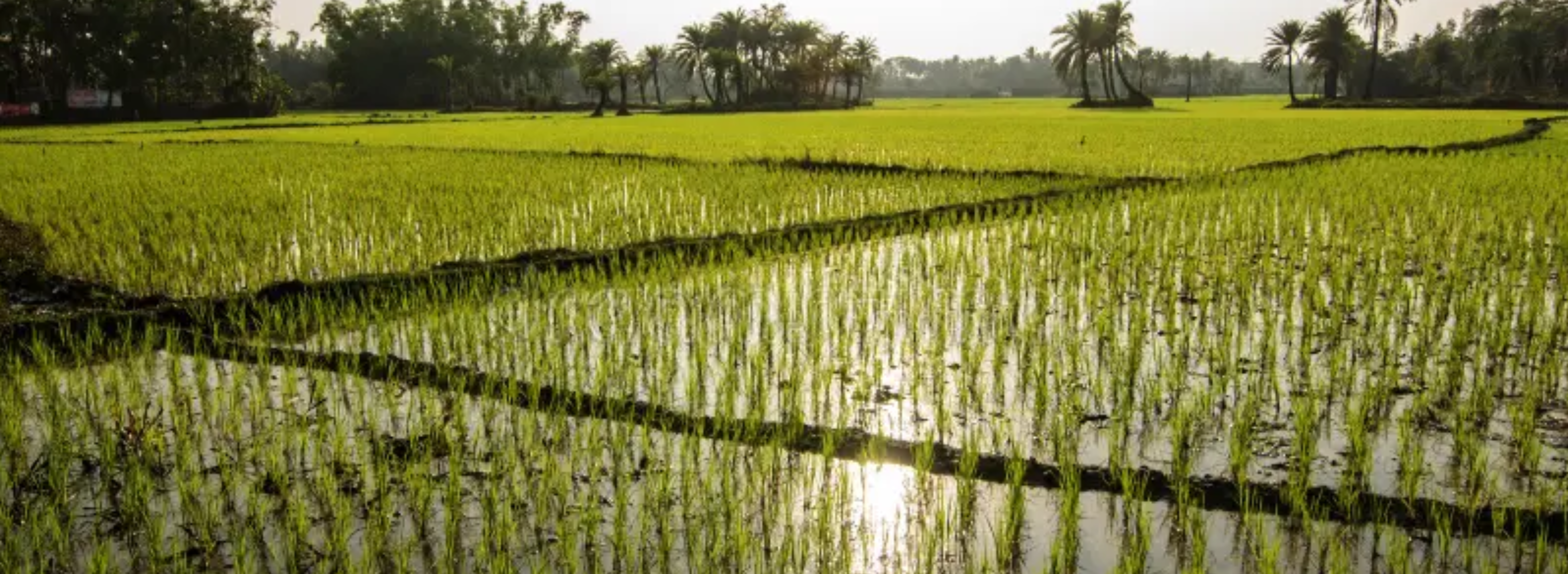 Stage 2: Main Field Establishment (0–14 DAT)