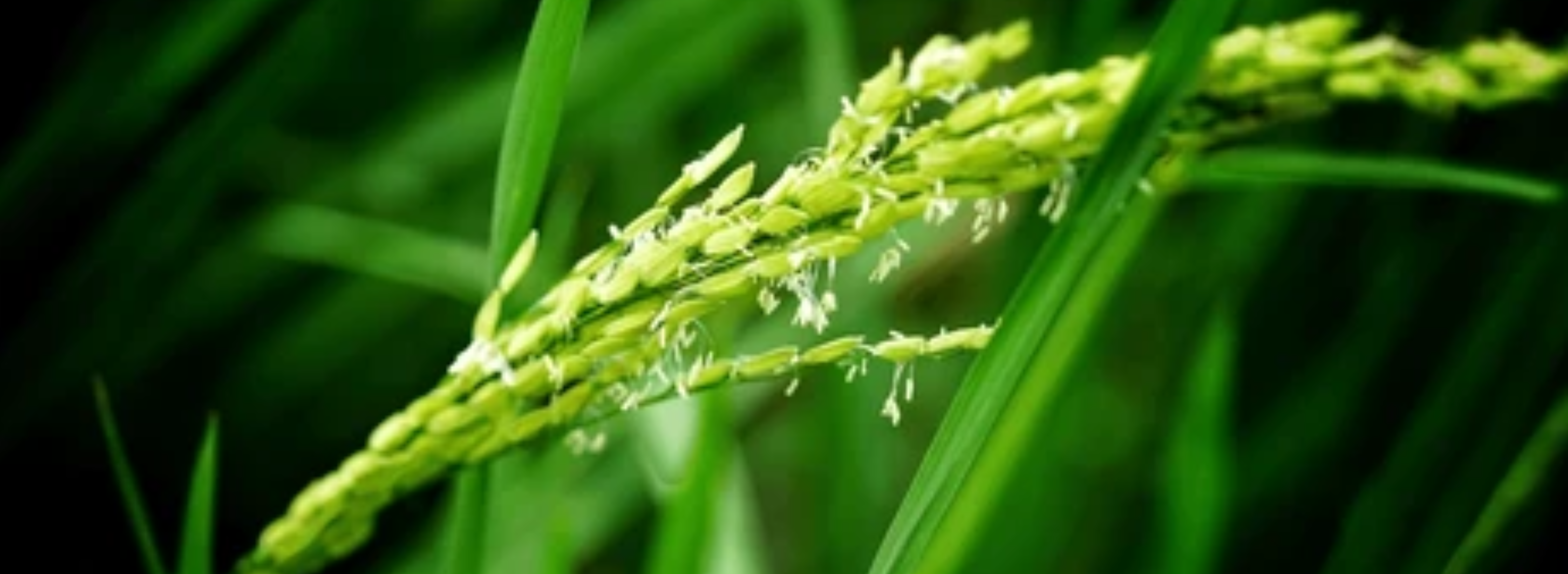 Stage 4: Panicle Initiation (40–60 DAT)