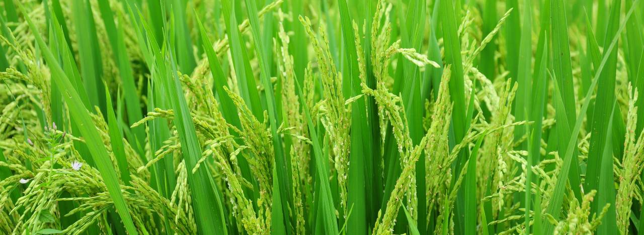 Stage 5: Flowering (60-75 DAT)