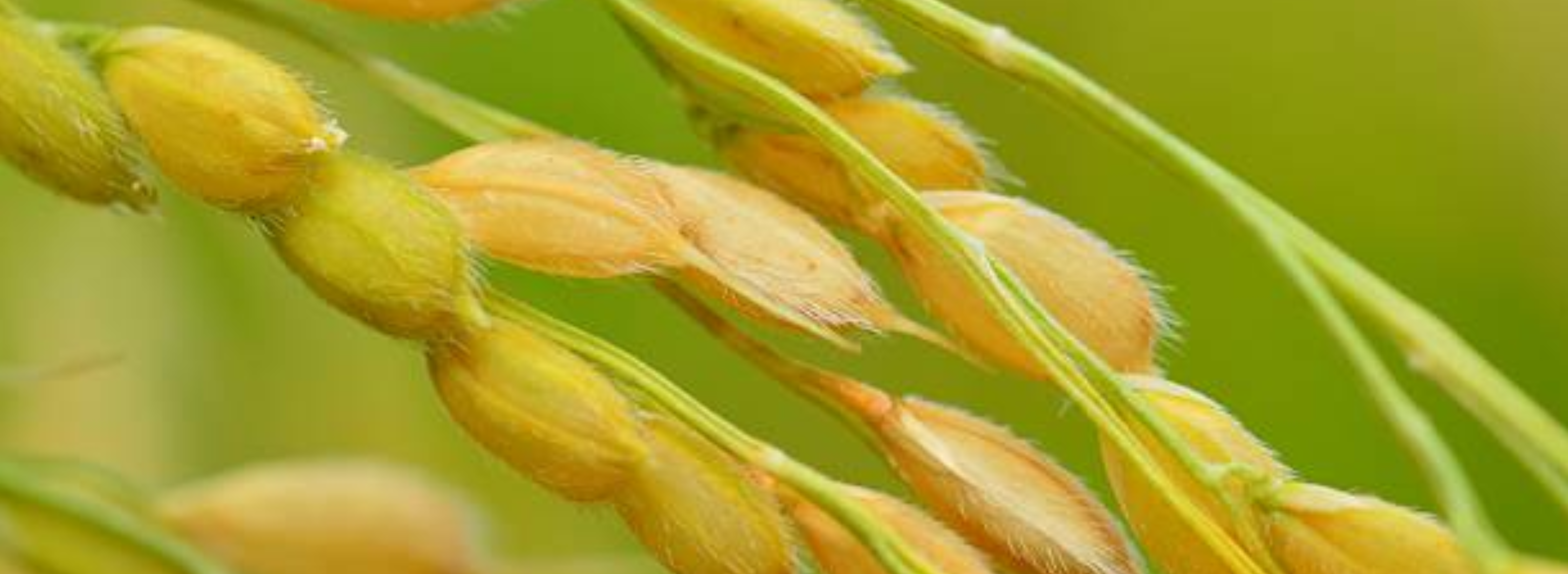 Stage 6: Grain Filling (75–90 DAT)