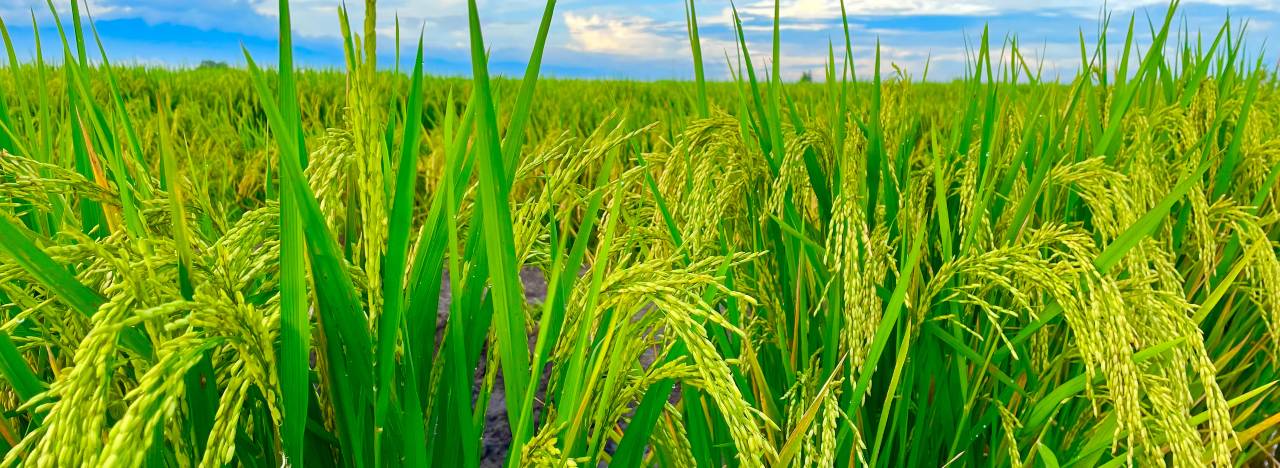 Stage 7: Maturity (90–110 DAT)