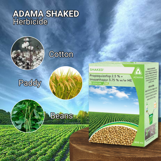 Adama Shaked