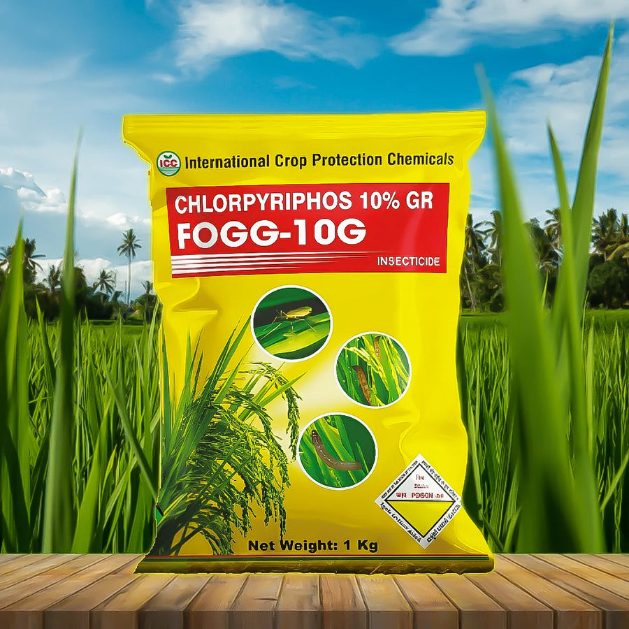 Fogg - 10G