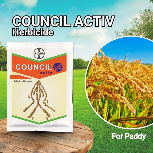 Council Activ