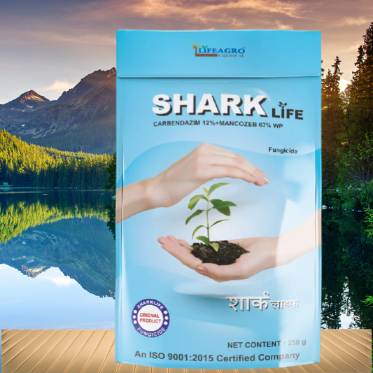 Shark Life