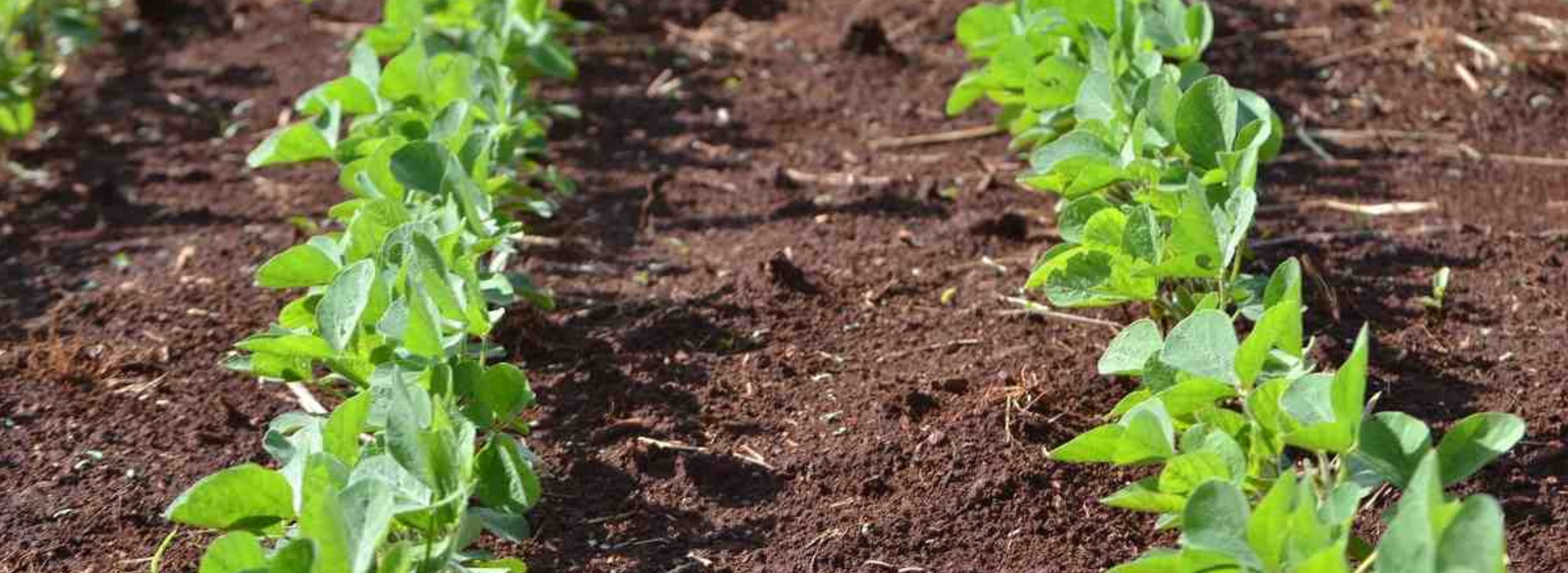 Stage 1: Seedling Establishment (0–15 DAS)