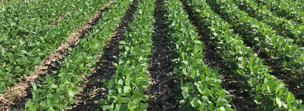 Stage 2: Vegetative Growth (15-35 DAS)