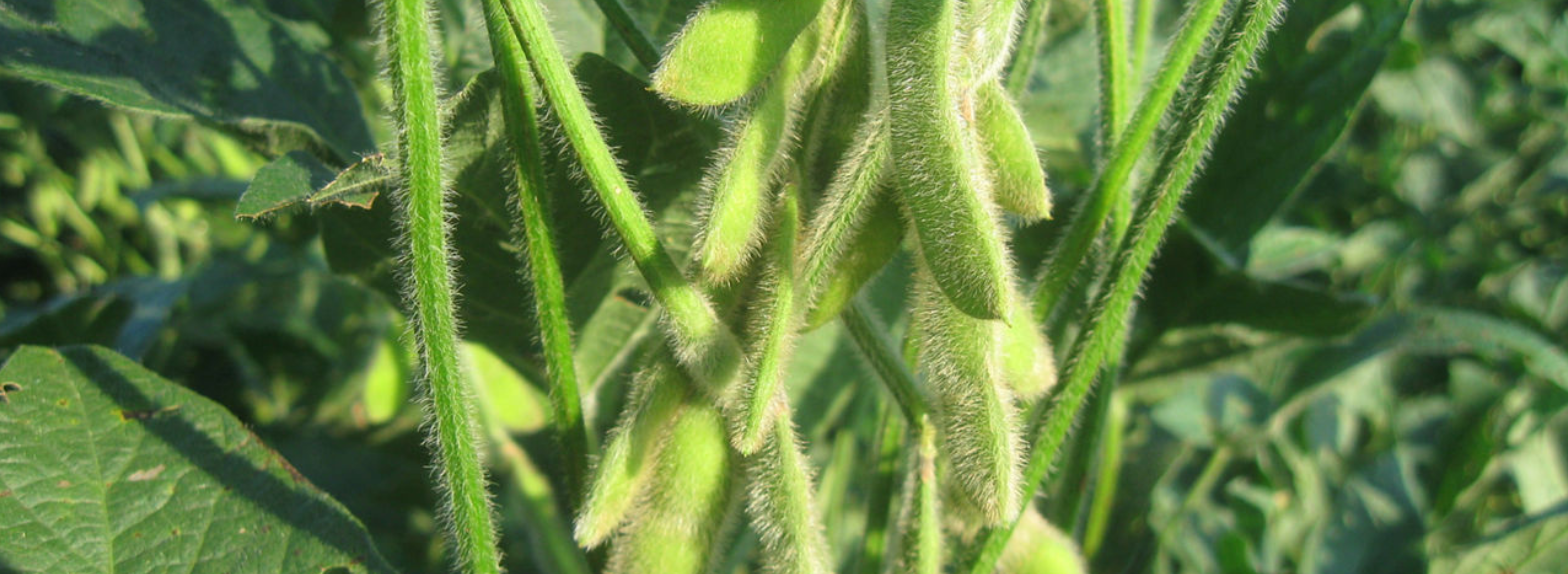 Stage 4: Pod Development (50–80 DAS)