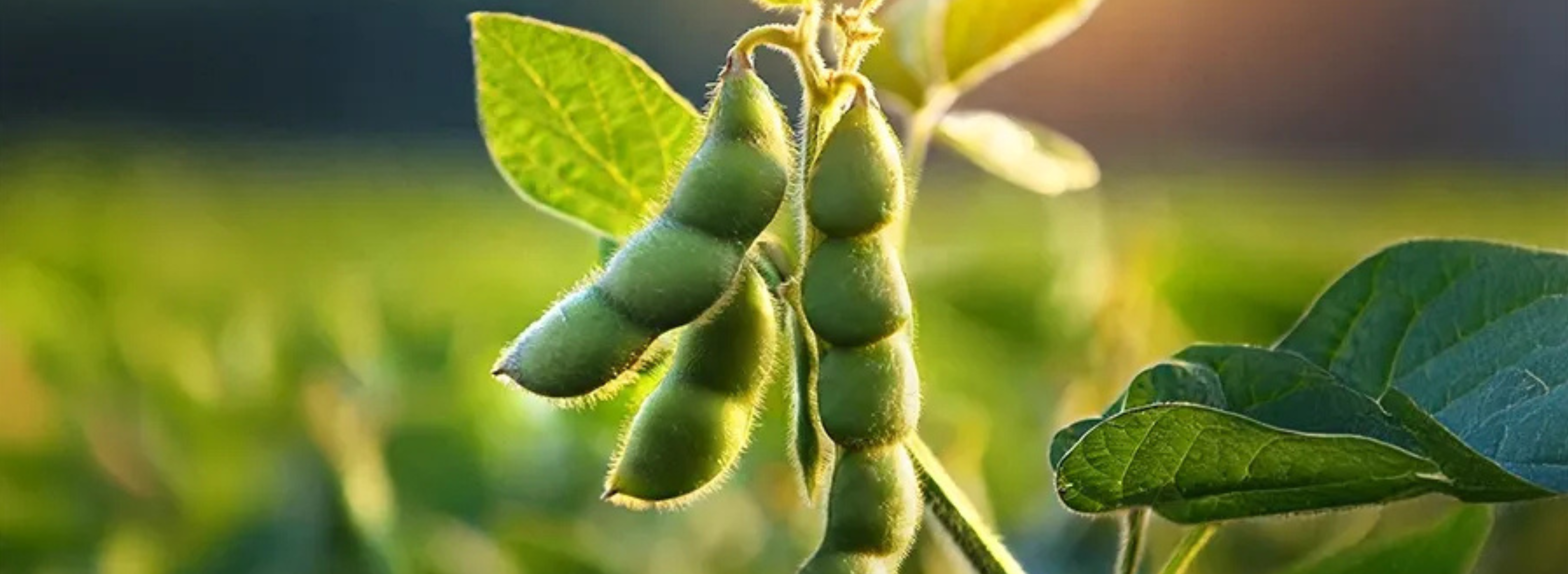 Stage 5: Maturity - Harvest Preparation (80–110 DAS)