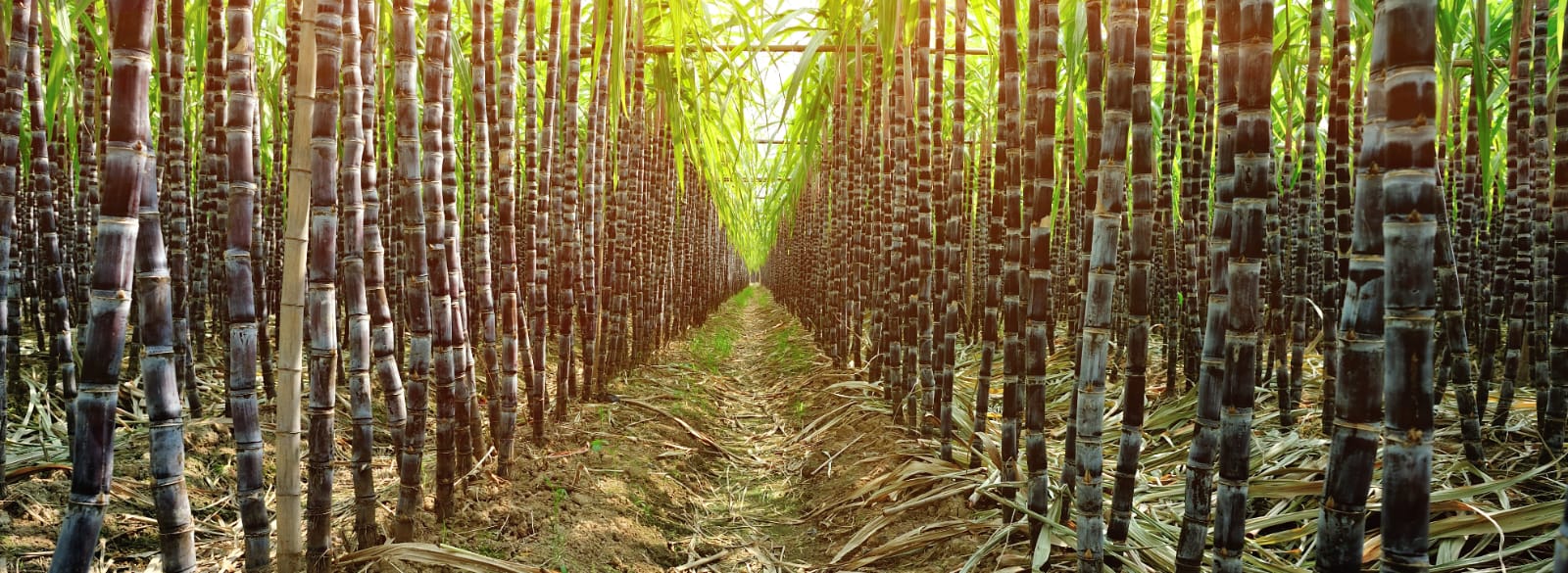 Stage 4: Maturation / Sugar Accumulation (180–270 days)