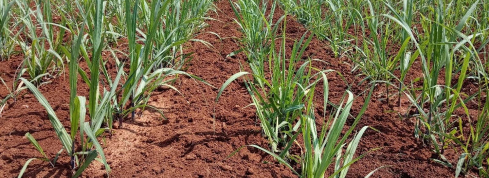 Stage 2: Tillering (30–90 days)