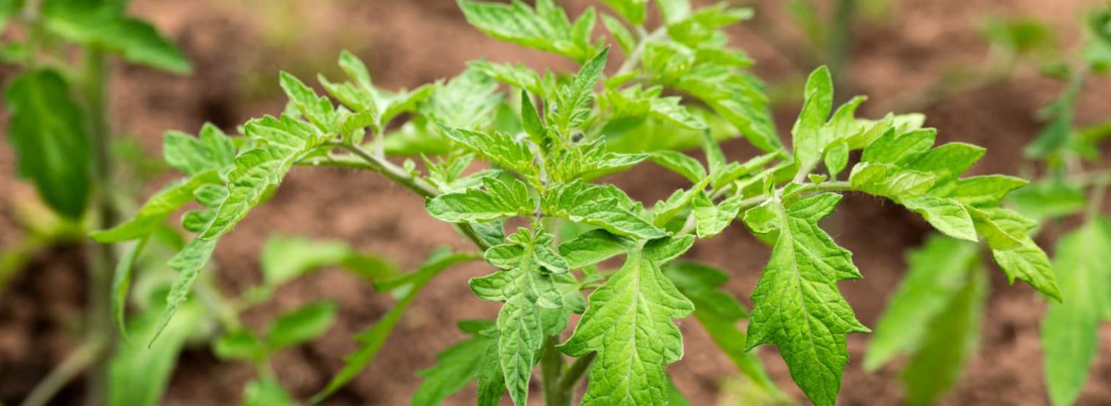 Stage 2: Vegetative Growth (20–40 DAT)