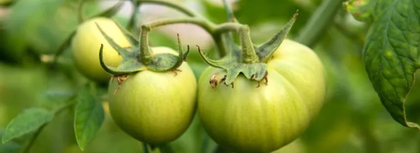 Stage 4: Fruit Development (60–90 DAT)