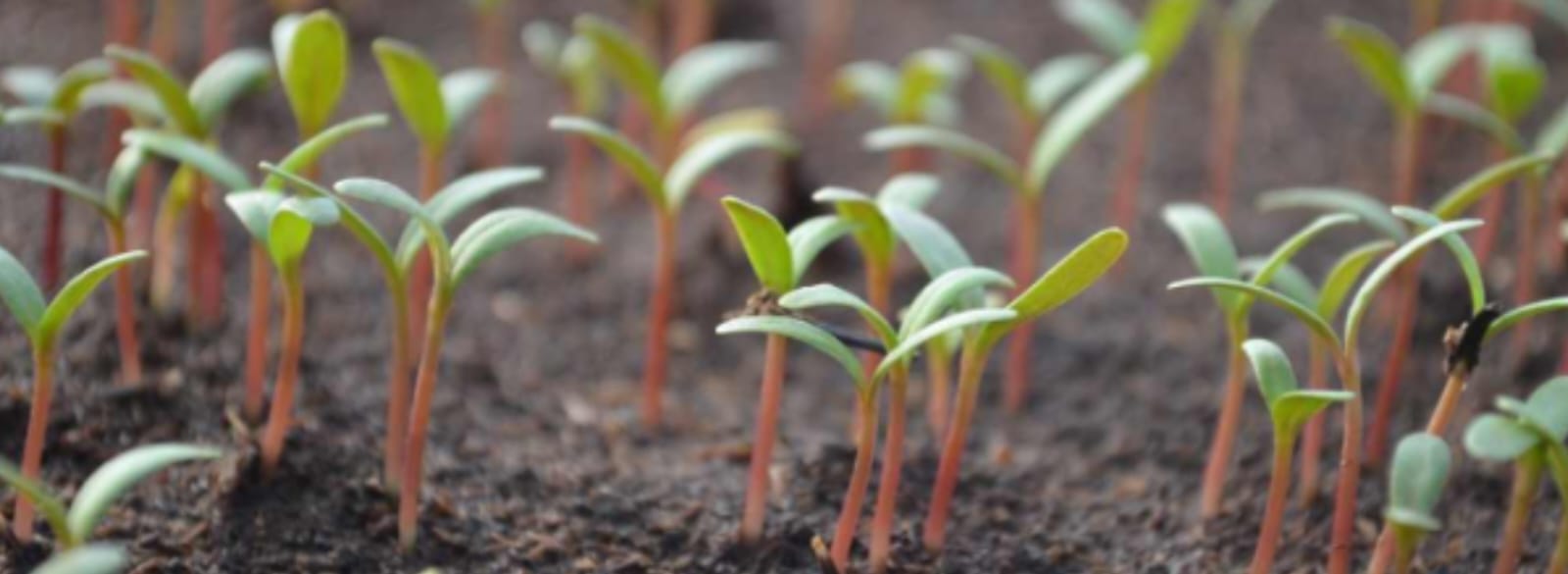 Stage 1: Seedling Establishment (0–20 DAT)