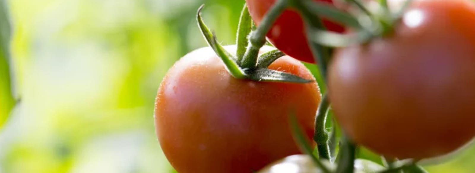 Stage 5: Ripening / Pre-Harvest (90+ DAT)