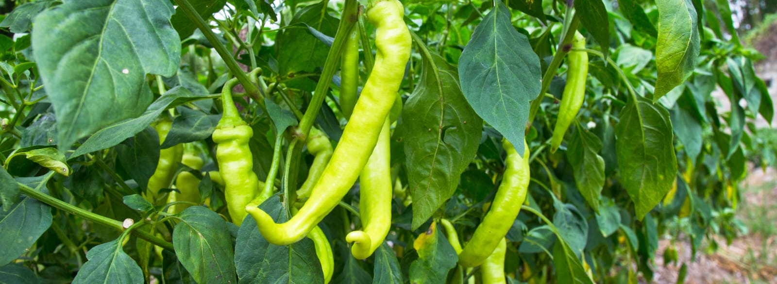 Stage 7: Harvest & Successive Flushes (100–150+ DAT)