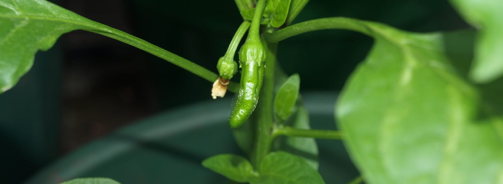 Stage 6: Fruit Development (80–100 DAT)