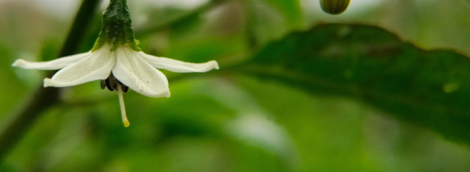 Stage 5: Flowering & Fruit Set (55–80 DAT)