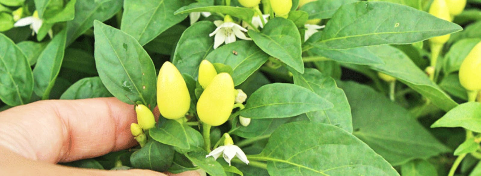 Stage 4: Floral Primordia Initiation (40–55 DAT)