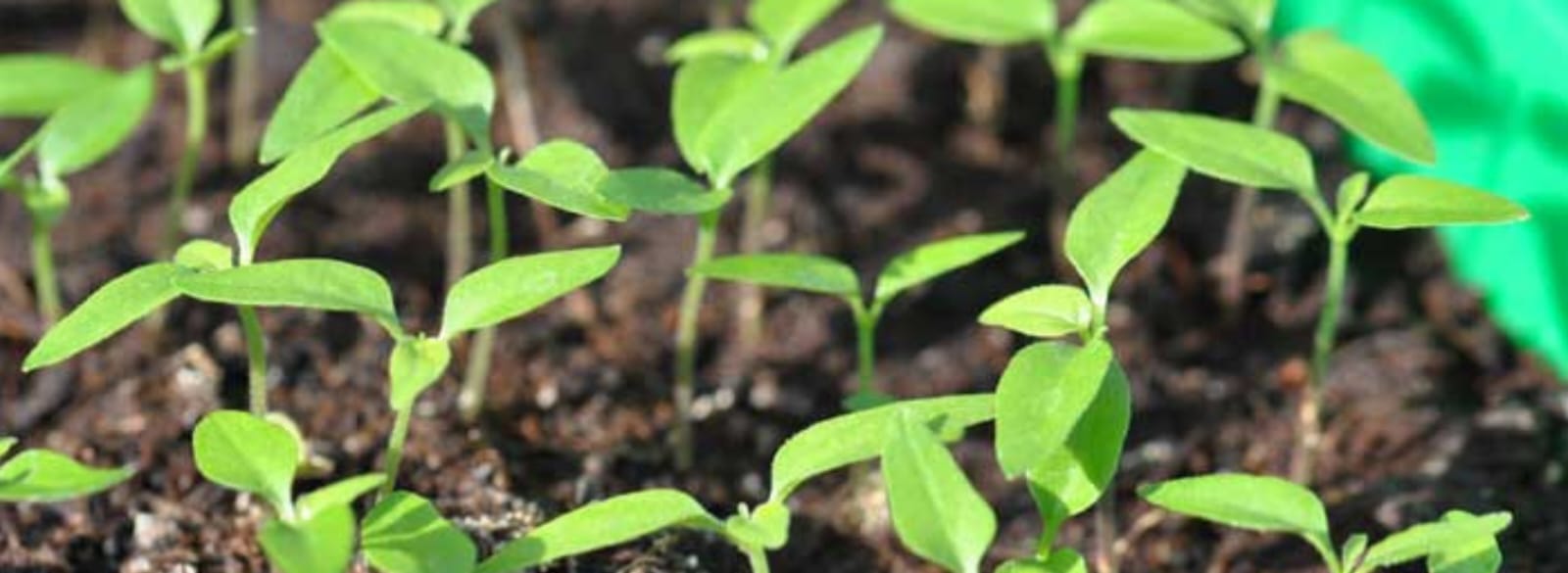 Stage 2: Transplanting & Establishment (0–20 DAT)