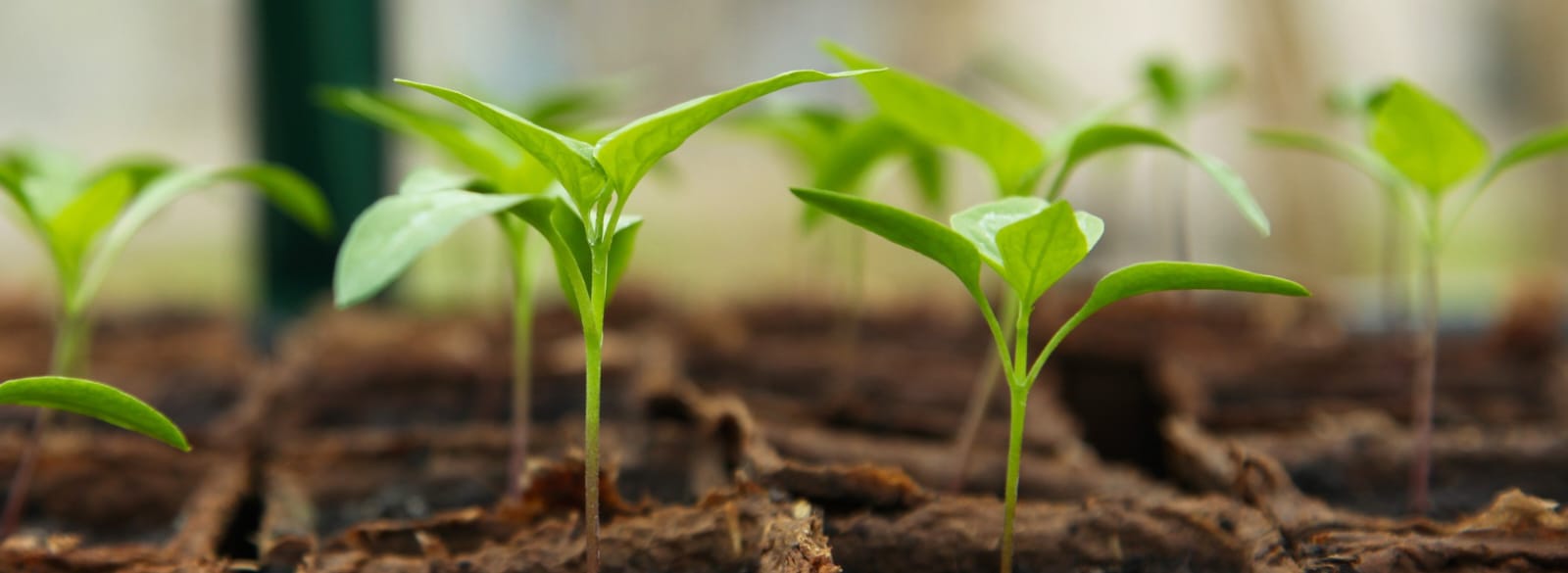 Stage 1: Nursery (0–30 DAS)